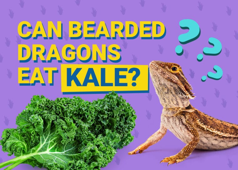 PetKeen_Can Bearded Dragons Eat_kale