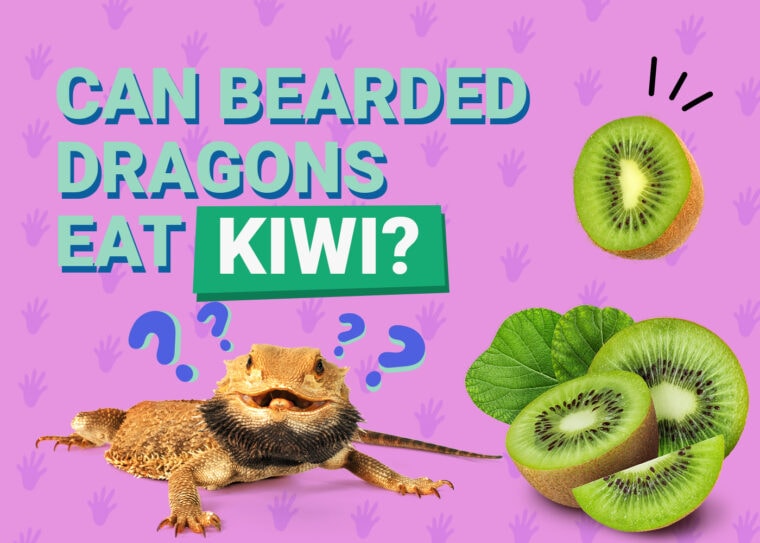 PetKeen_Can Bearded Dragons Eat_kiwi