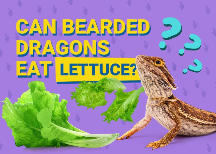 PetKeen_Can Bearded Dragons Eat_lettuce