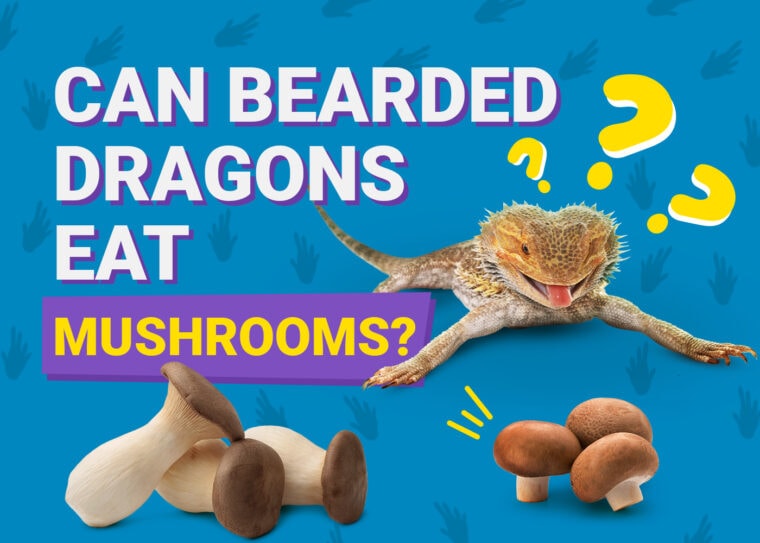 PetKeen_Can Bearded Dragons Eat_mushrooms