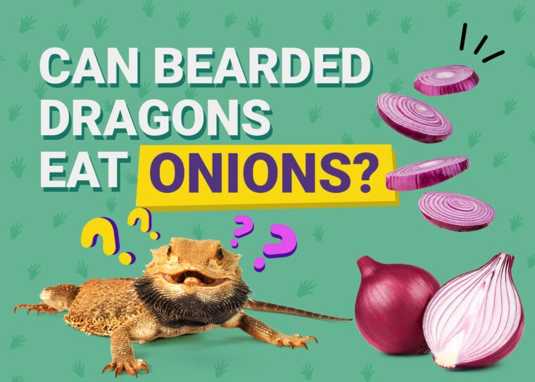 PetKeen_Can Bearded Dragons Eat_onions