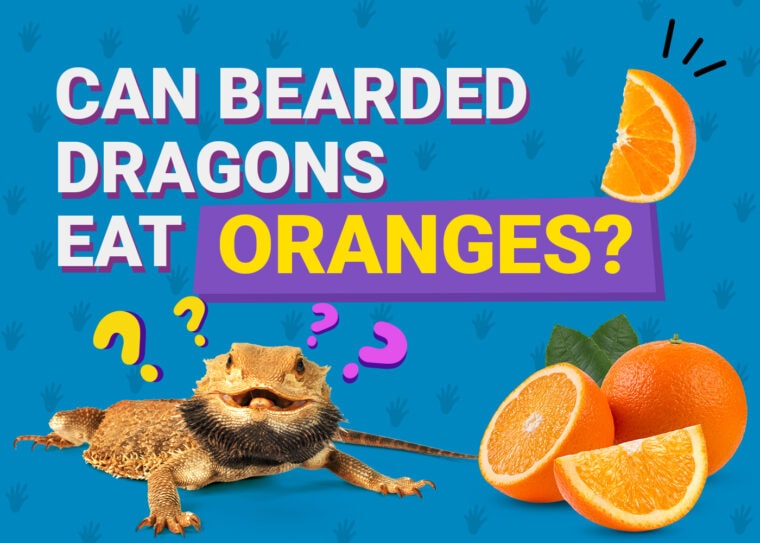 PetKeen_Can Bearded Dragons Eat_oranges