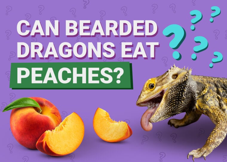 PetKeen_Can Bearded Dragons Eat_peaches copy