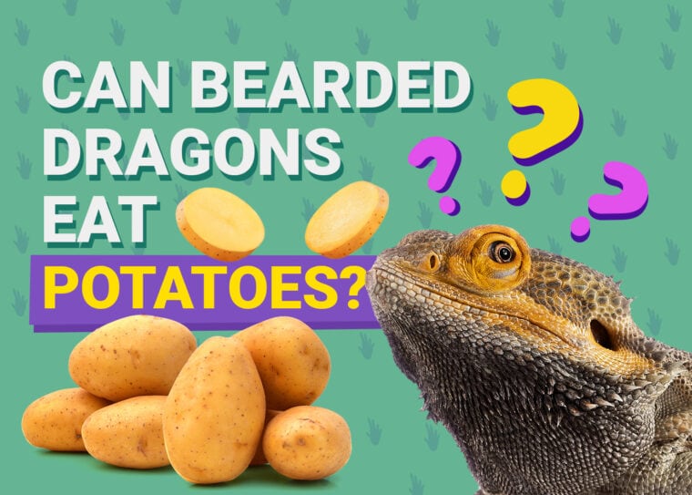 PetKeen_Can Bearded Dragons Eat_potatoes