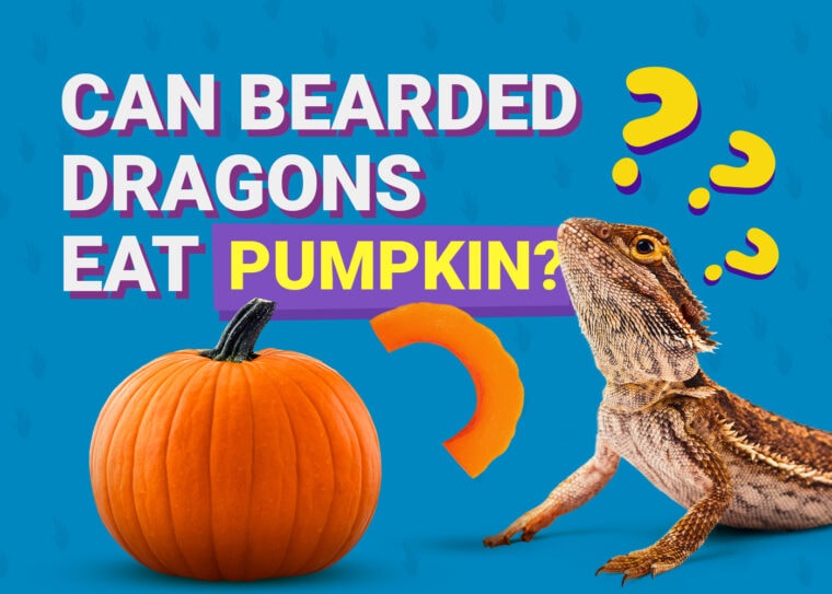 PetKeen_Can Bearded Dragons Eat_pumpkin