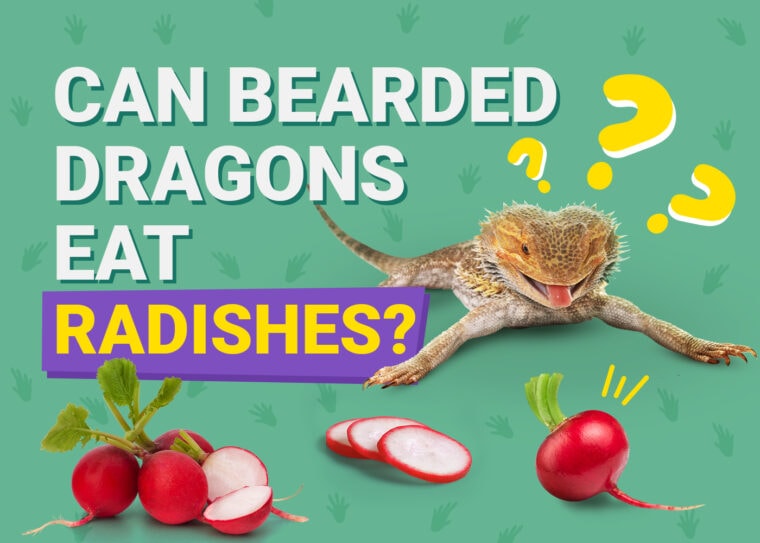 PetKeen_Can Bearded Dragons Eat_radishes