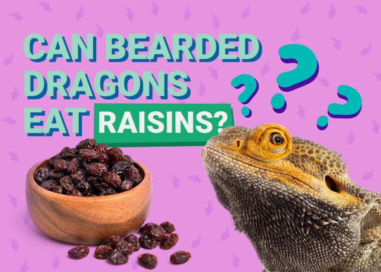 PetKeen_Can Bearded Dragons Eat_raisins