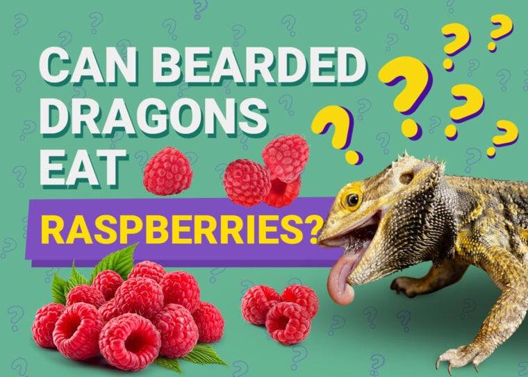 PetKeen_Can Bearded Dragons Eat_raspberries