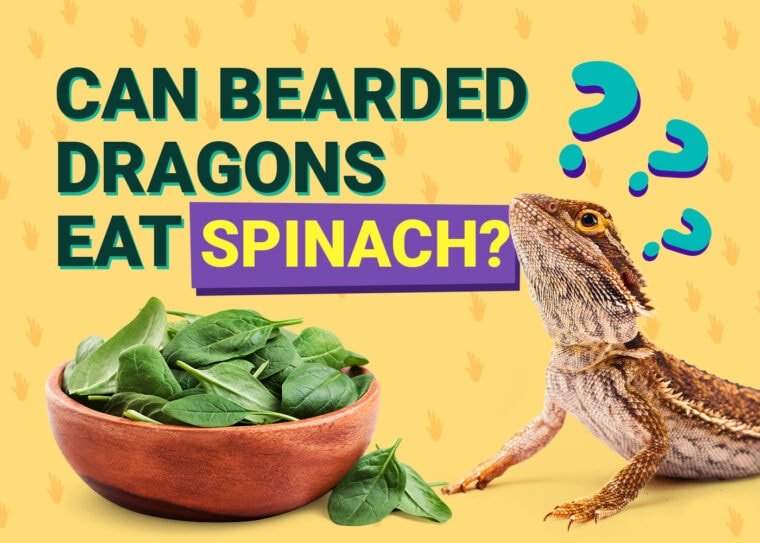PetKeen_Can Bearded Dragons Eat_spinach