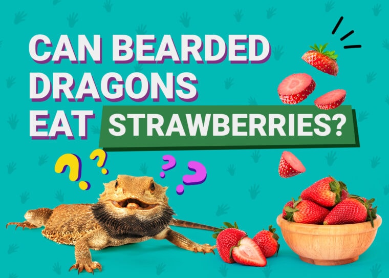 PetKeen_Can Bearded Dragons Eat_strawberries