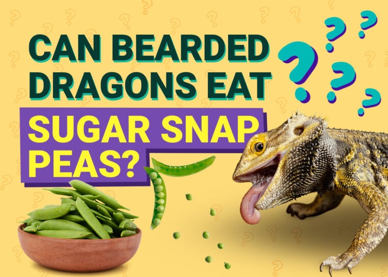 PetKeen_Can Bearded Dragons Eat_sugar snap peas