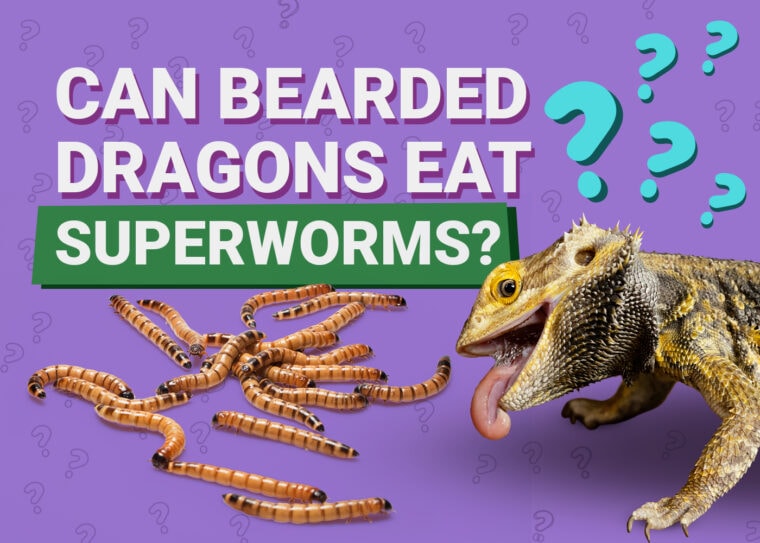 PetKeen_Can Bearded Dragons Eat_superworms