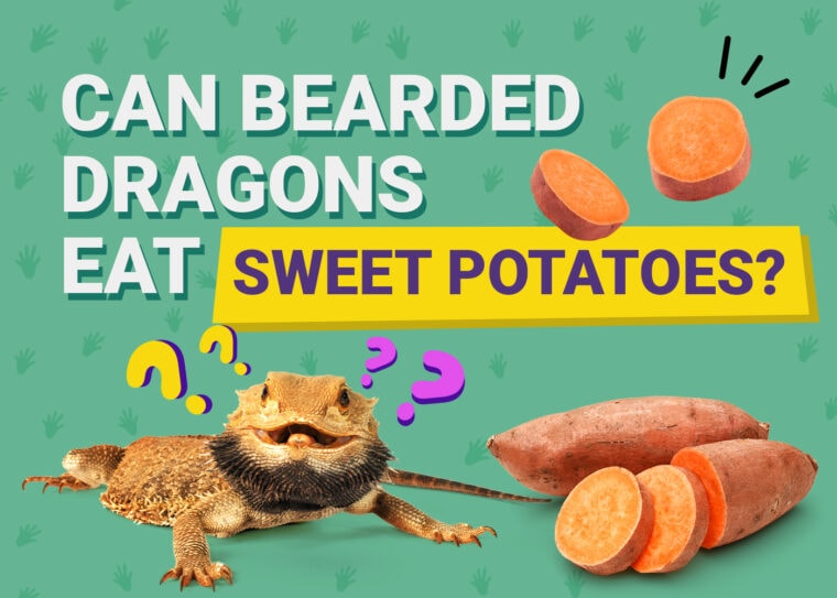 PetKeen_Can Bearded Dragons Eat_sweet potatoes