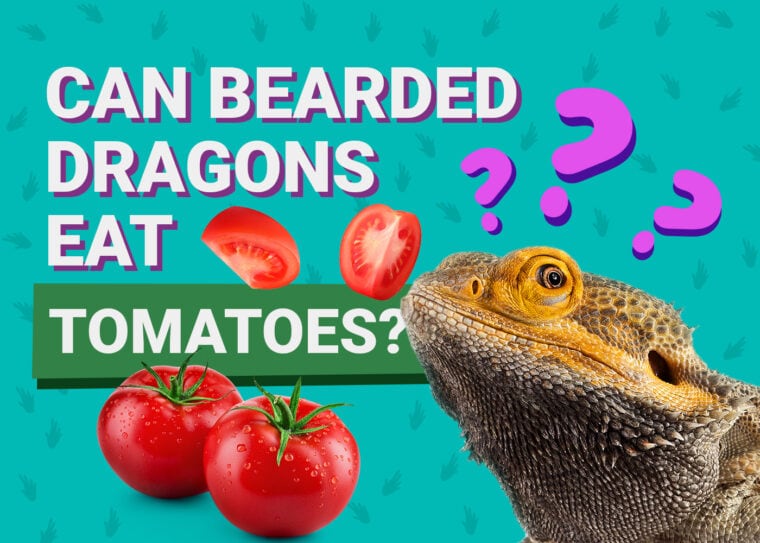 PetKeen_Can Bearded Dragons Eat_tomatoes