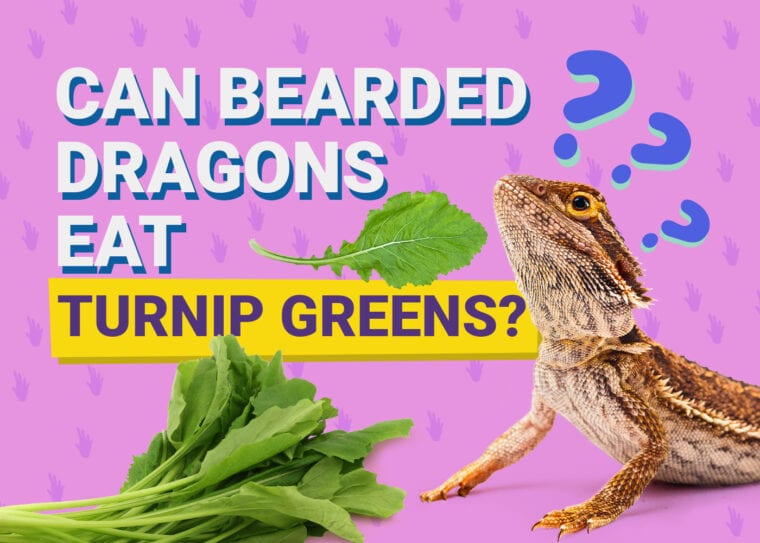 PetKeen_Can Bearded Dragons Eat_turnip greens