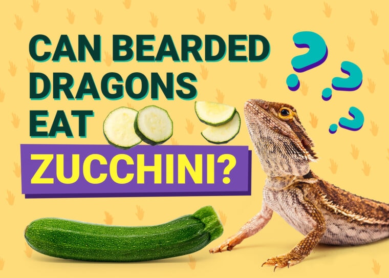 PetKeen_Can Bearded Dragons Eat_zucchini