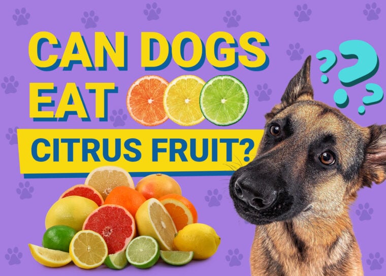 Can Dogs Eat_citrus fruit