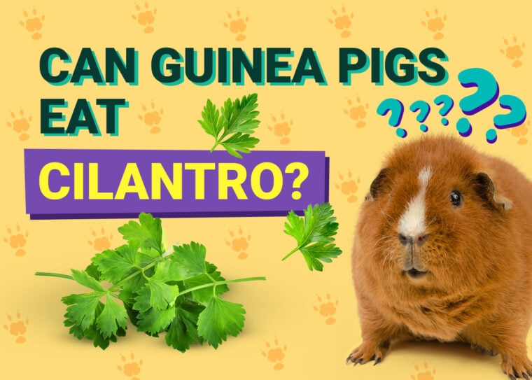 Can Guinea Pigs Eat_cilantro