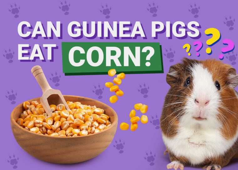 Can Guinea Pigs Eat_corn