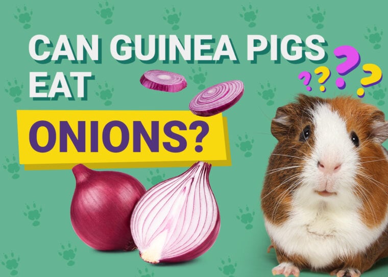 Can Guinea Pigs Eat_onions