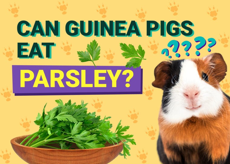 Can Guinea Pigs Eat_parsley