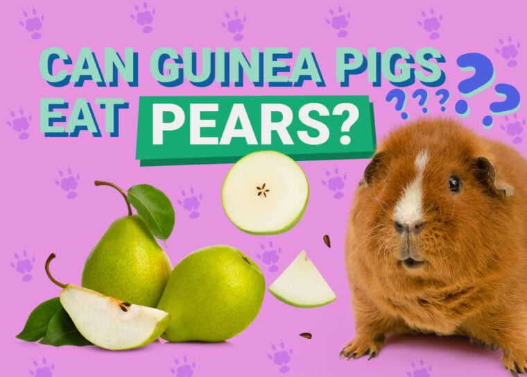 Can Guinea Pigs Eat_pears