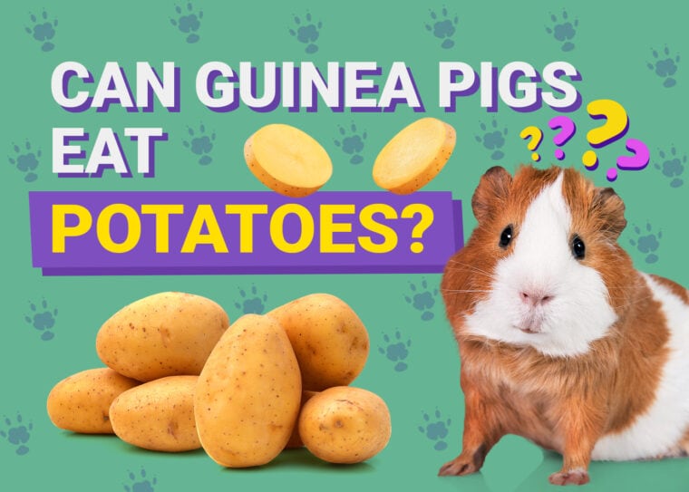 Can Guinea Pigs Eat_potatoes