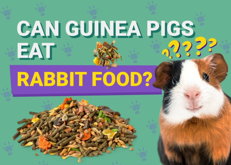 Can Guinea Pigs Eat_rabbit food