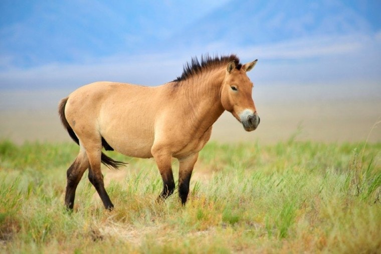 Przewalski's horse_Yerbolat Shadrakhov, Shutterstock