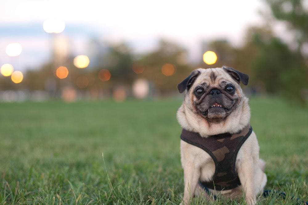 Dog Breeds with the Most Adoration (2023) pug