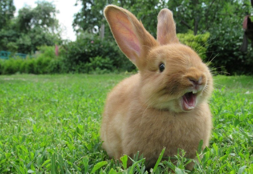 Red rabbit on green grass