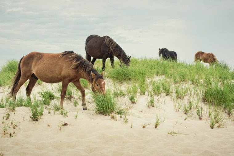 Sable island wild horses grazing