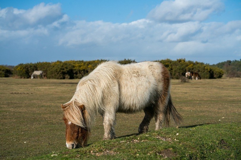 10 Smallest Horse & Pony Breeds (with Pictures) | Pet Keen