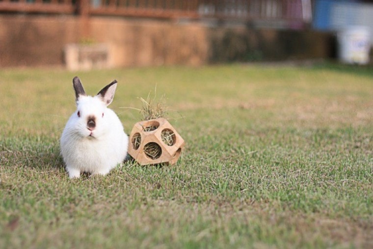 Small dwarf rabbit playing on the ground
