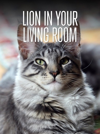 The Lion In Your Living Room - B073DLT6DS