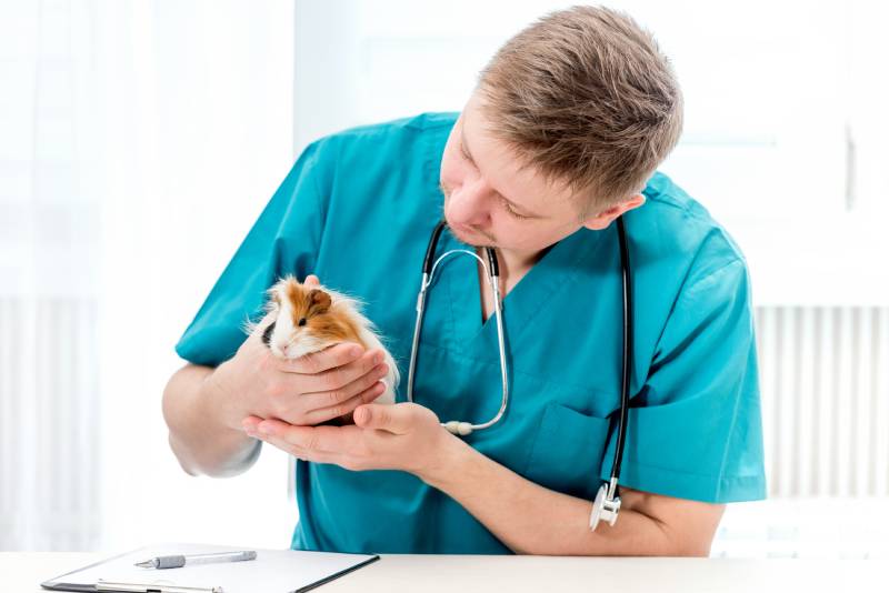 Veterinarian examining guinea pig at veterinary office