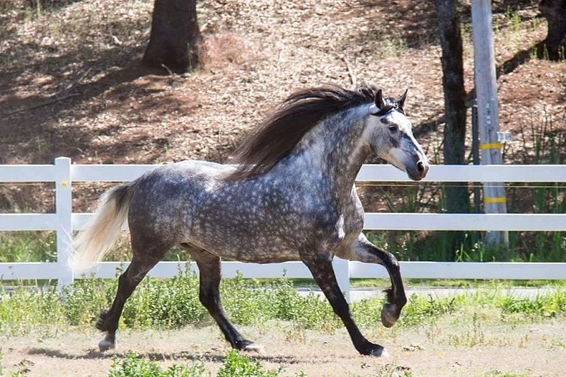 11 Beautiful Horse Breeds Pictures) | Pet Keen