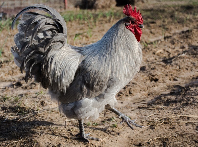 6 New Chicken Breeds (with Pictures) | Updated in 2021 | Pet Keen