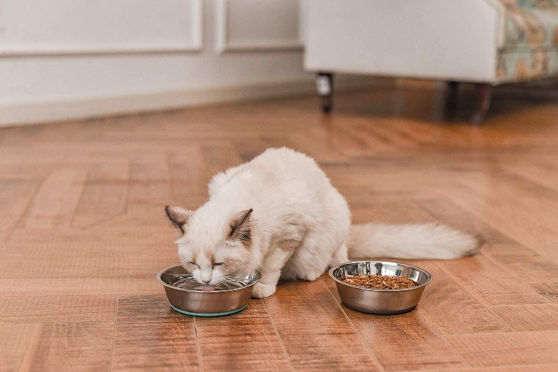 a cat drinking water from a stainless steel cat bowl