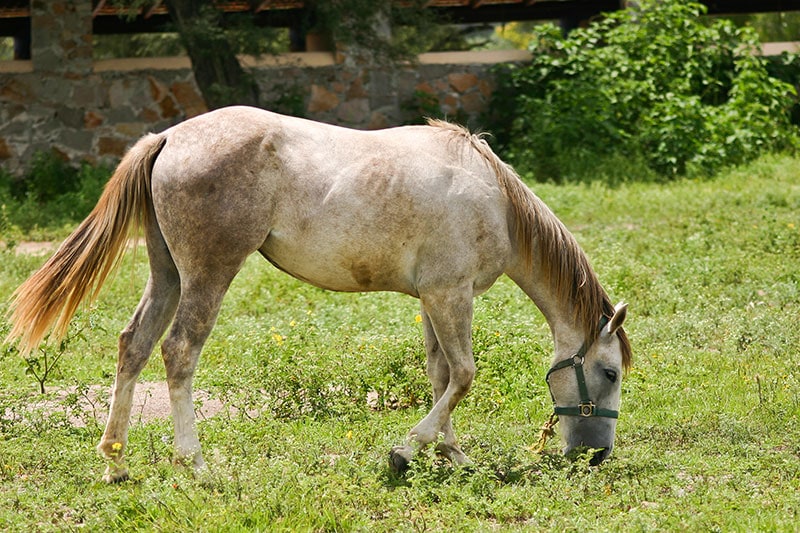 azteca horse grazing in the field