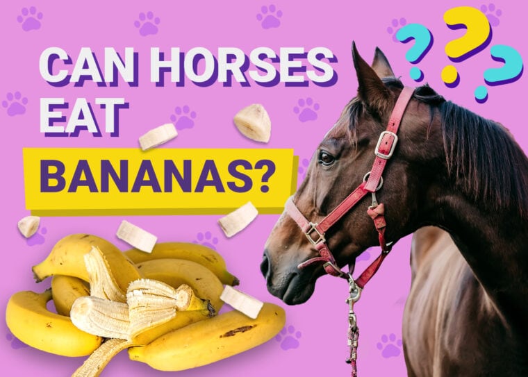 Can horses eat bananas