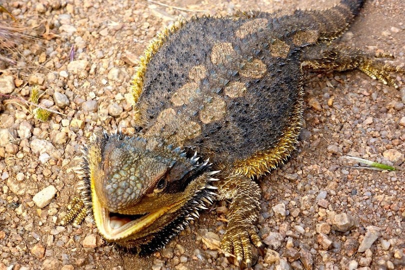 bearded dragon obese