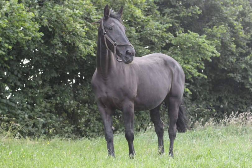 belgian warmblood horse