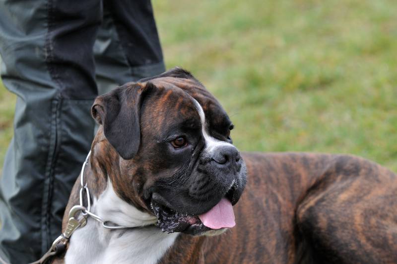 brindle boxer police dog in the grass field