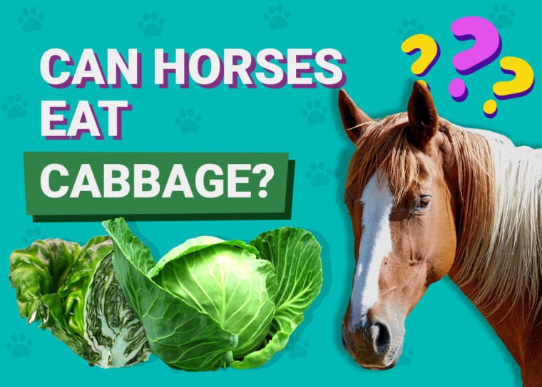 Can horses eat cabbage