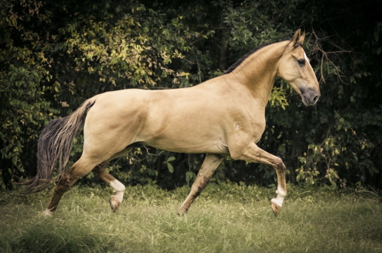 campolina stallion