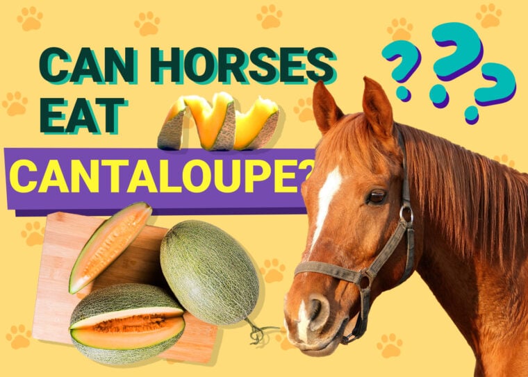 Can horses eat cantaloupe