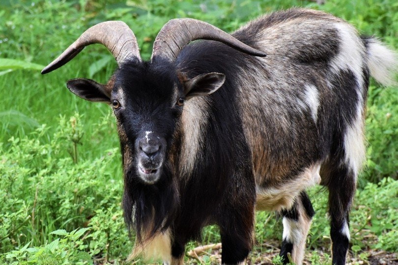 Purebred Spanish Goats