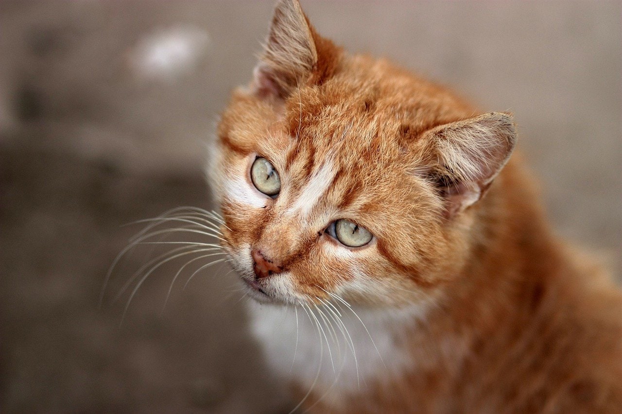 10 Orange Cat Breeds You Need to Know About! (with Pictures)
