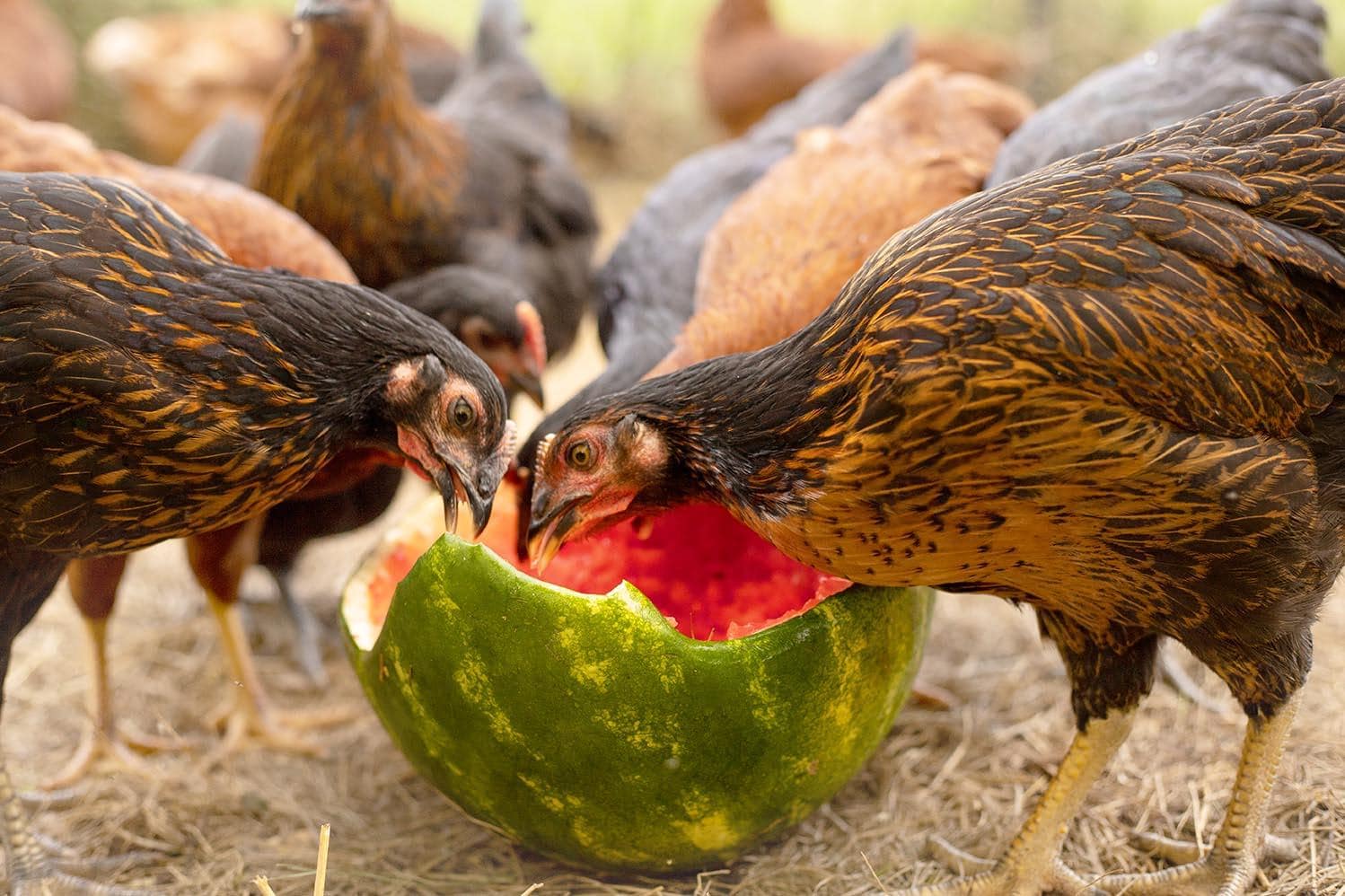 Fruits Chickens Can Eat! 